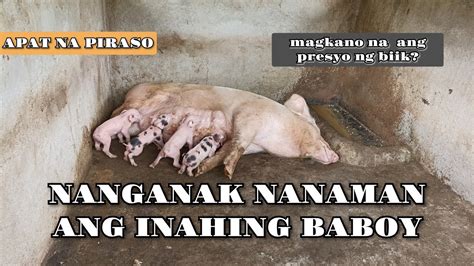 Panganganak ng Baboy .